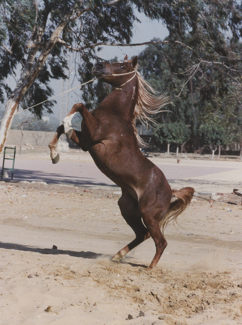 The quality of horses I could have ridden. Photos of Egypt ©1998 Ann James Massey