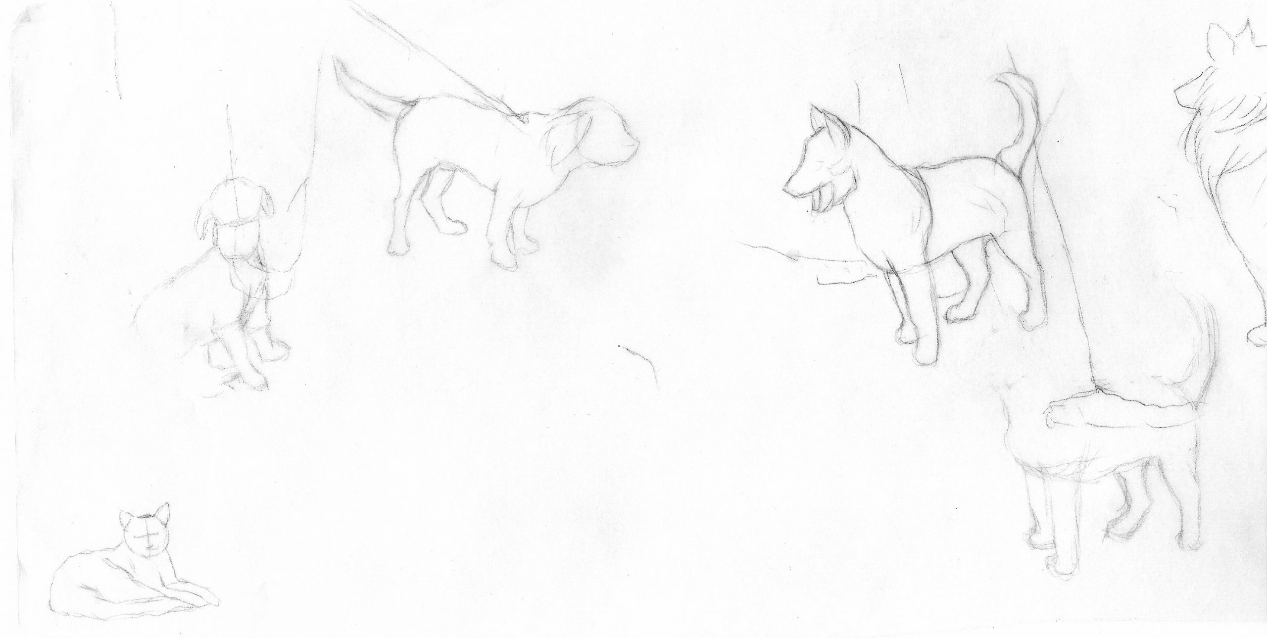 Various sketches of dogs & cat 
©2009 Ann James Massey 
Collection of Paula Denton