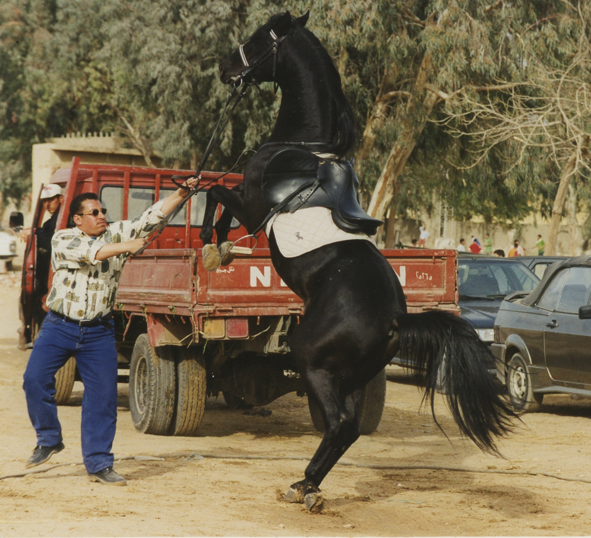 The quality of horses I could have ridden. Photos of Egypt ©1998 Ann James Massey
