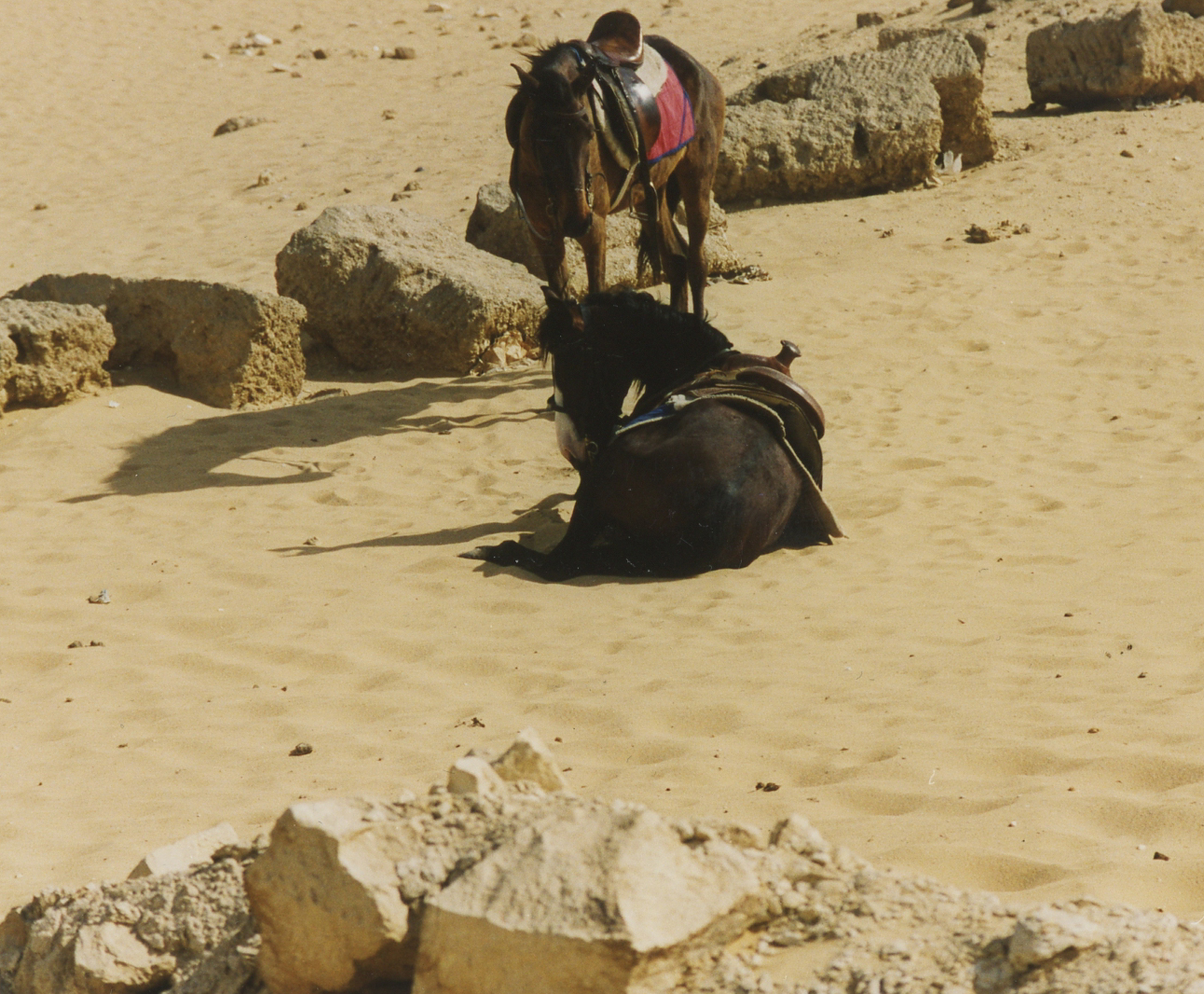 The half Arabian I did ride.
Every time I got off, he laid down…Photos of Egypt ©1998 Ann James Massey