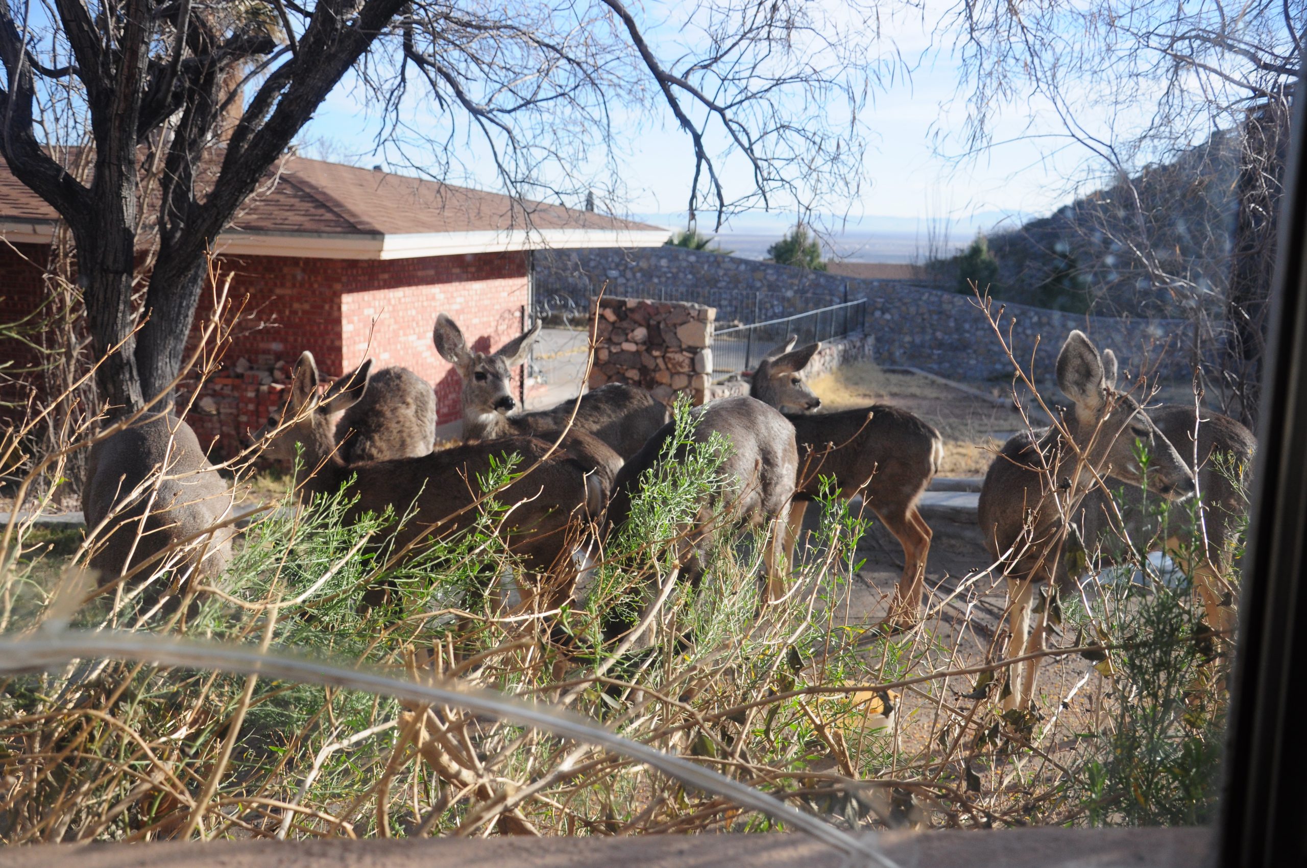 A congregation of deer on the side patio. Photo ©2018 Ann James Massey