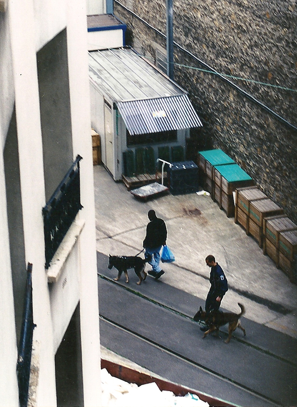 These dogs on patrol turned out to be  aoûtiens    Photo ©2003  Ann James Massey    