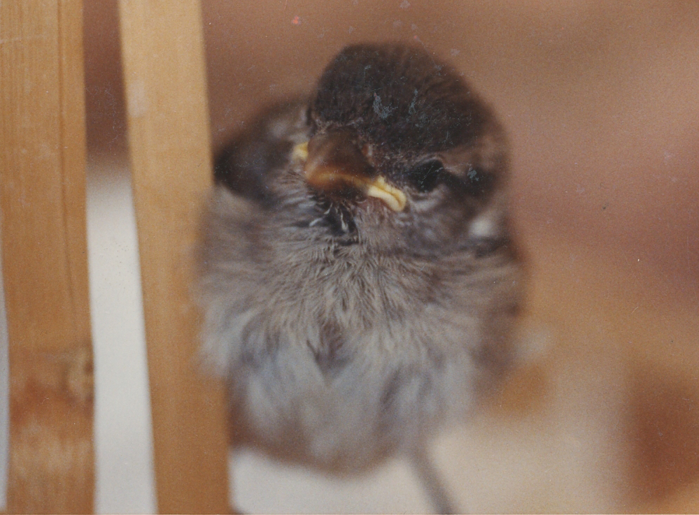 "Row" Photos ©1992 Ann James Massey
"Artist Gives New Life to Little Bird"