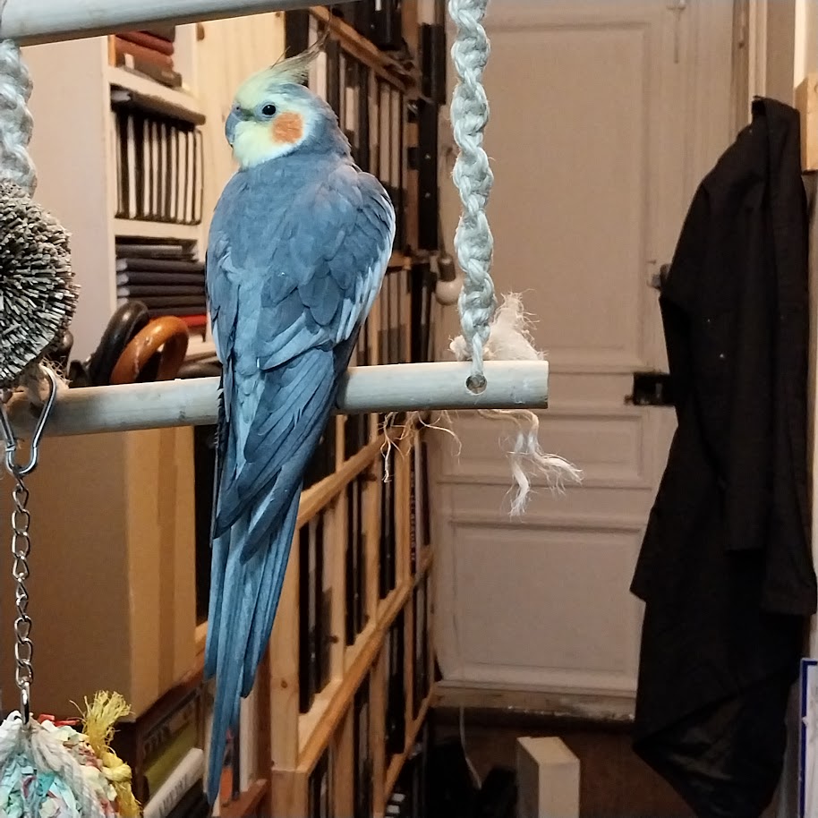 Cleo, Ann James Massey's cockatiel in their tine Parisian apartment and art studio